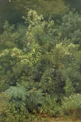Humle og bregner i Woodland, 1870 (olje på papir lagt ned på papp)